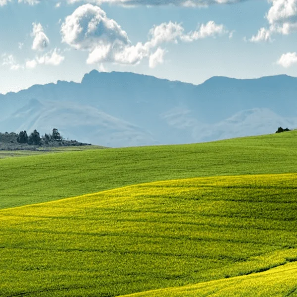 Panoramica Storica: La Lingua Cecena
