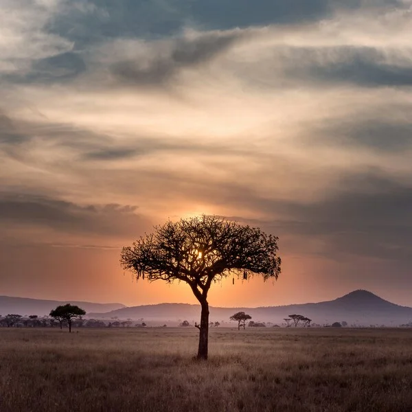Nord Africano Traduzione