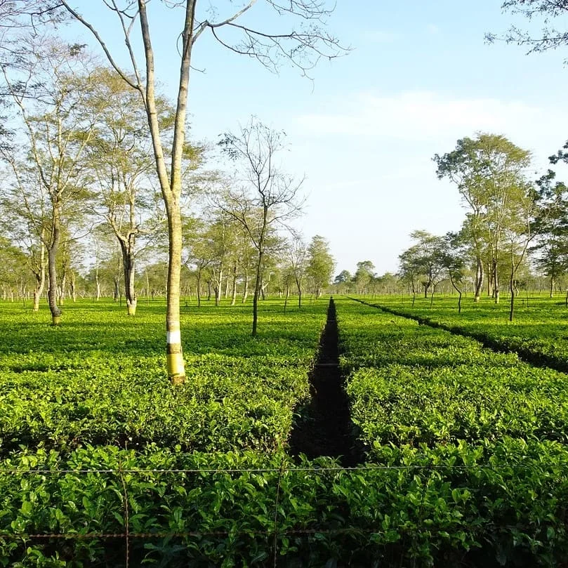 Come ottenere le nostre servizi di traduzioni professionali in assamese