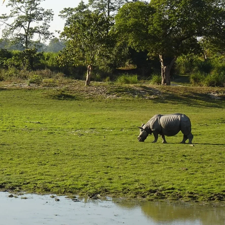 Traduzioni di documenti aziendali in assamese