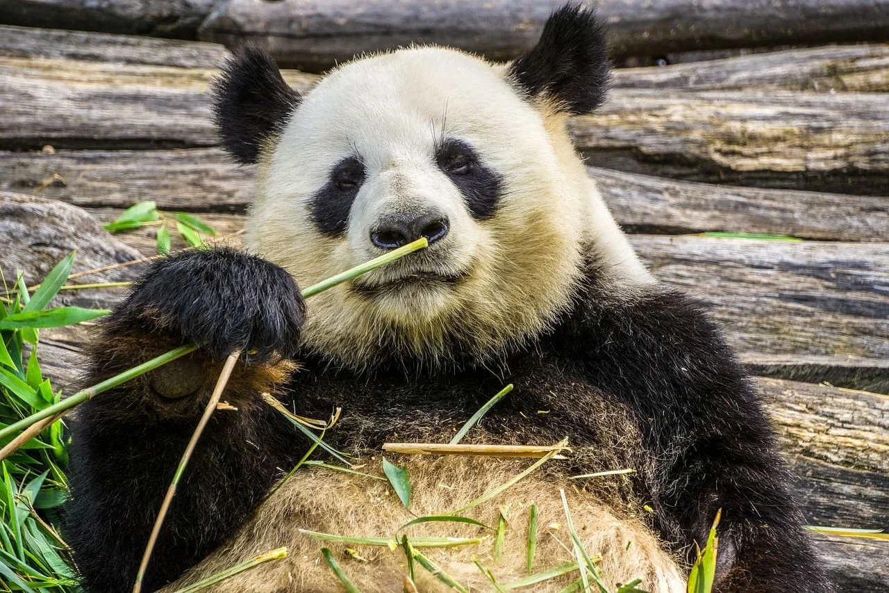 Servizi di traduzione Italiano-Cinese e Cinese-Italiano