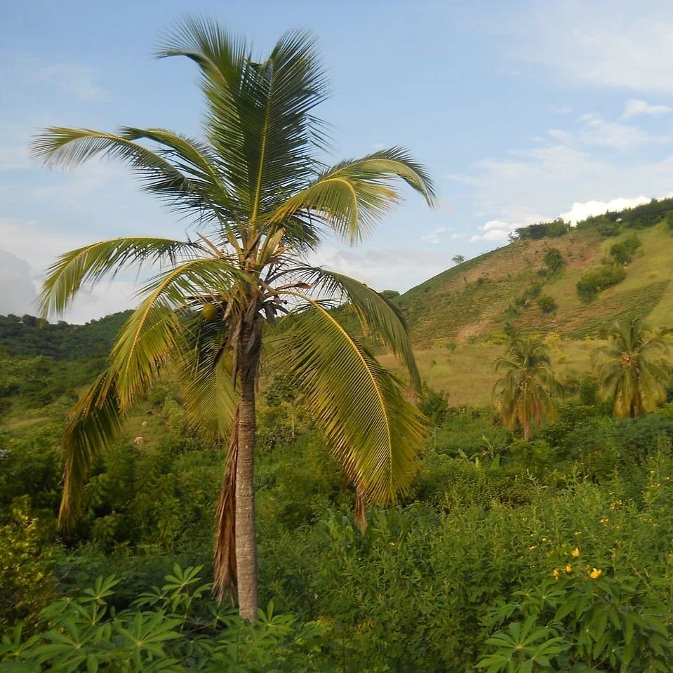 Documenti legali tradotti in creolo haitiano