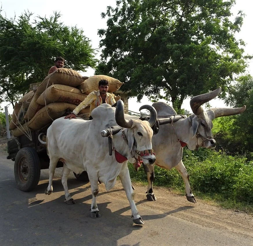 Traduzioni Gujarati per Settori Specifici