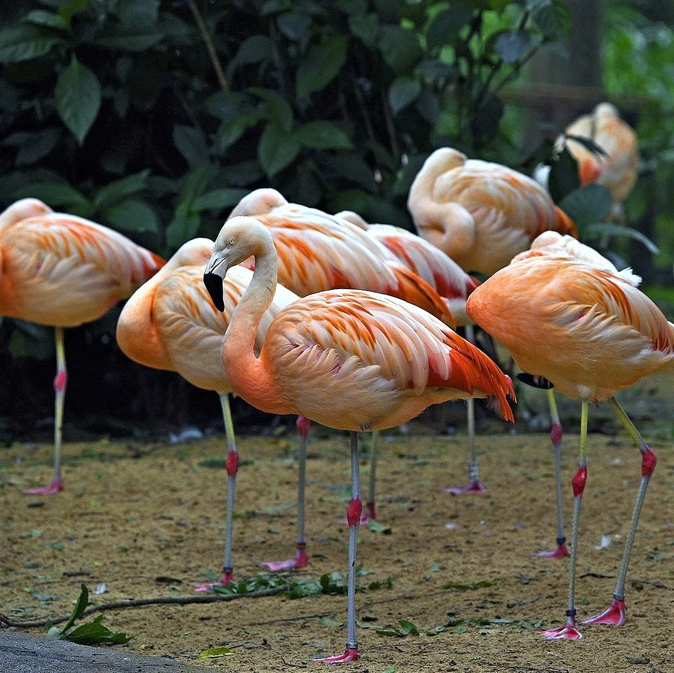 Panoramica sulla lingua brasiliana