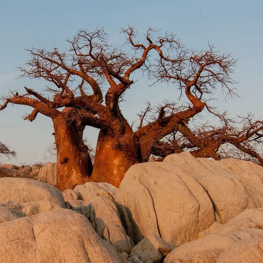 Traduzioni in setswana di PoliLingua