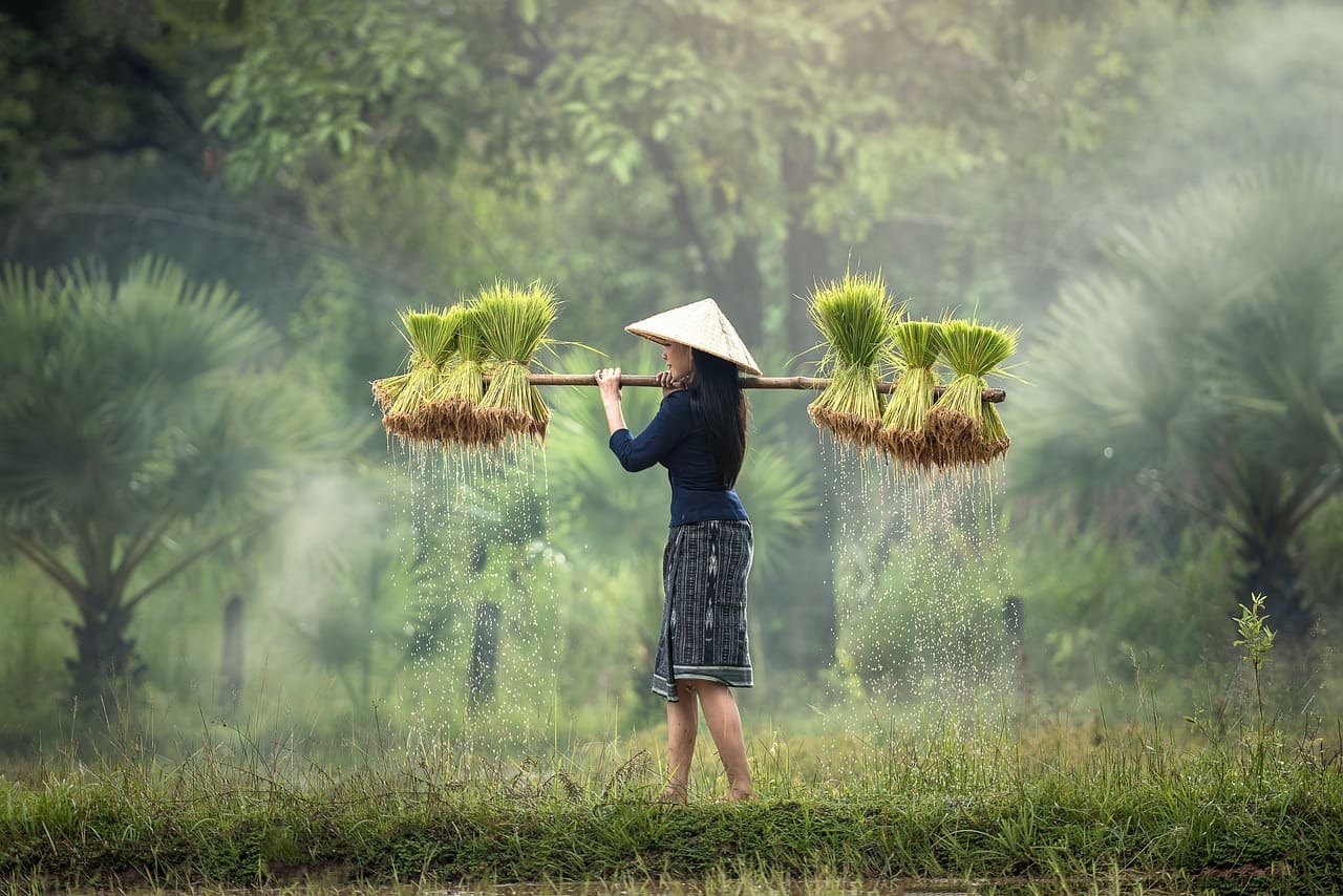 Richiedi un preventivo per le tue traduzioni in vietnamita