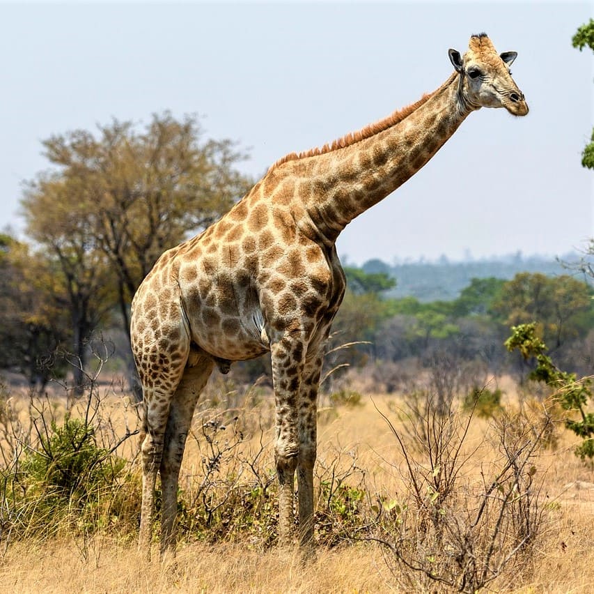 Panoramica della lingua Xhosa