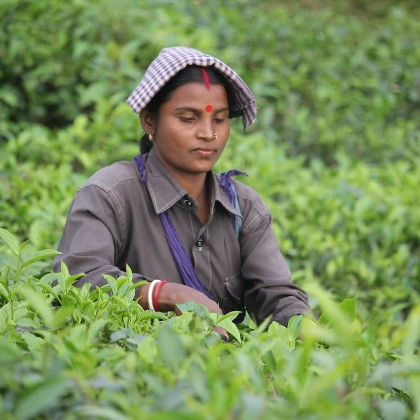 Servizi di traduzione in assamese