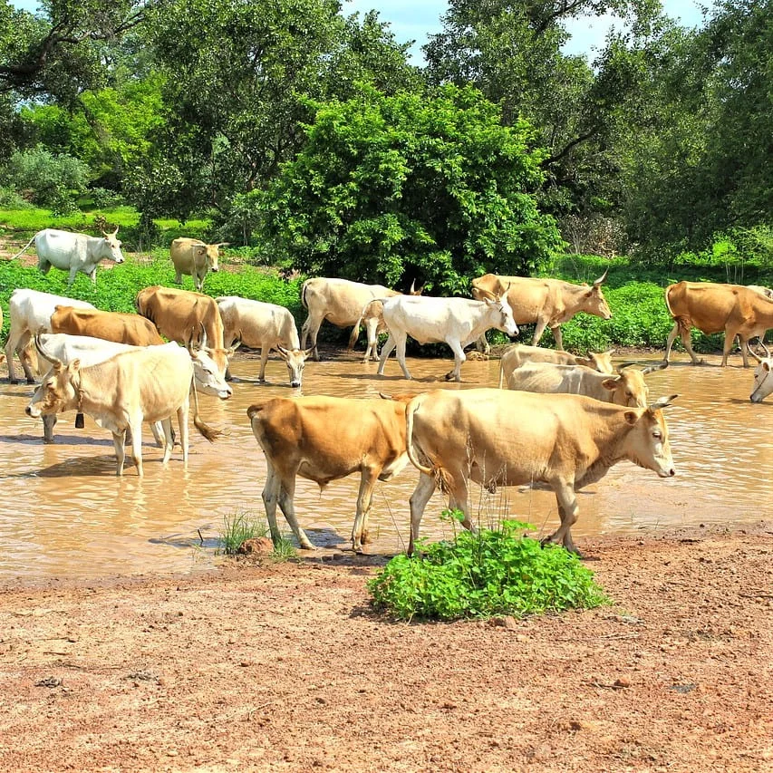 Traduzioni Wolof per Settore