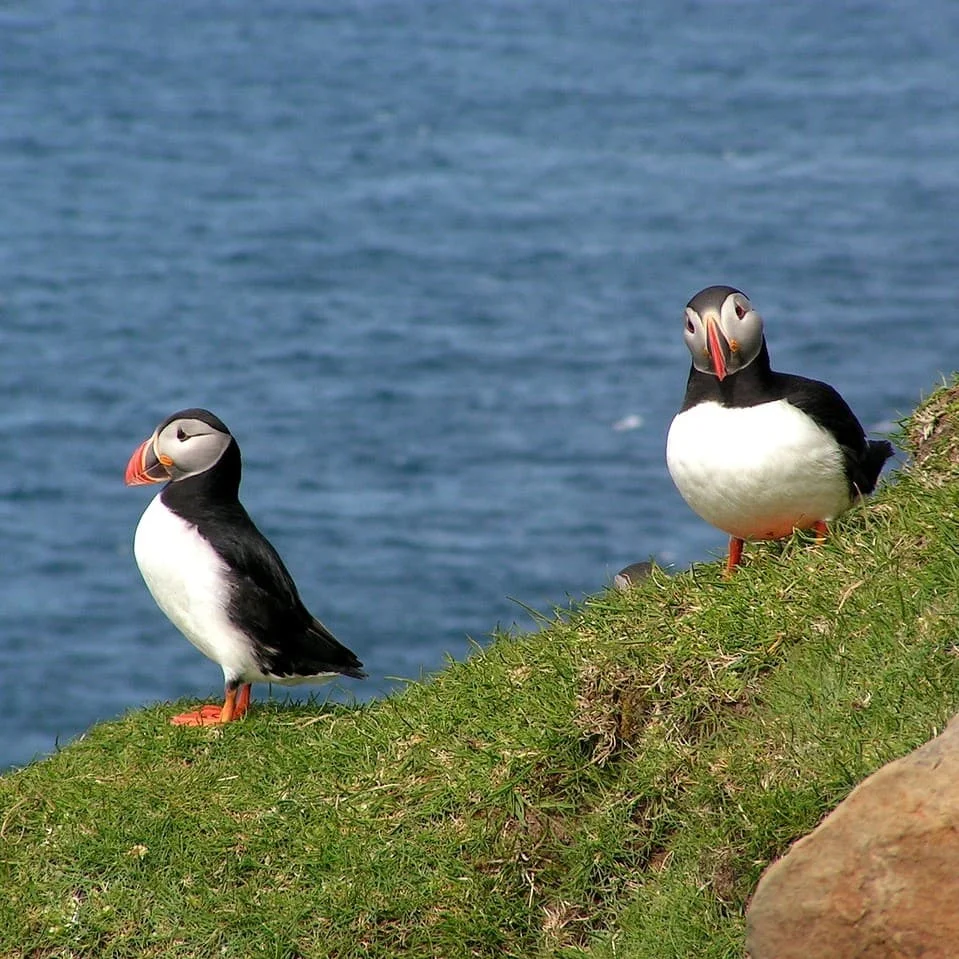 Come Richiedere Un Preventivo Gratuito Per Traduzioni Faroese