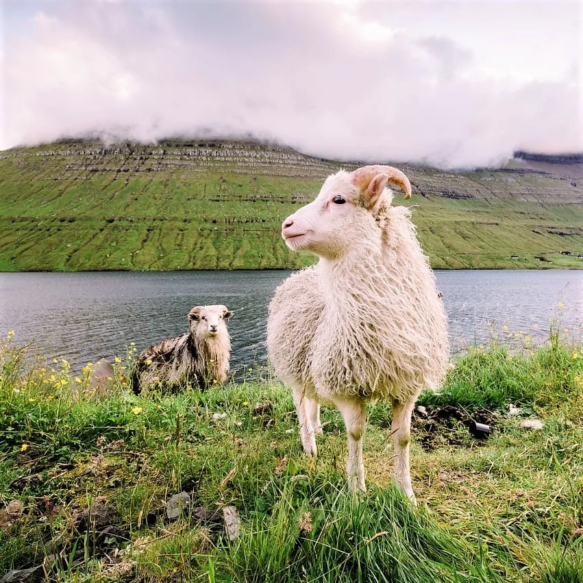 Traduzioni Turistiche Faroese