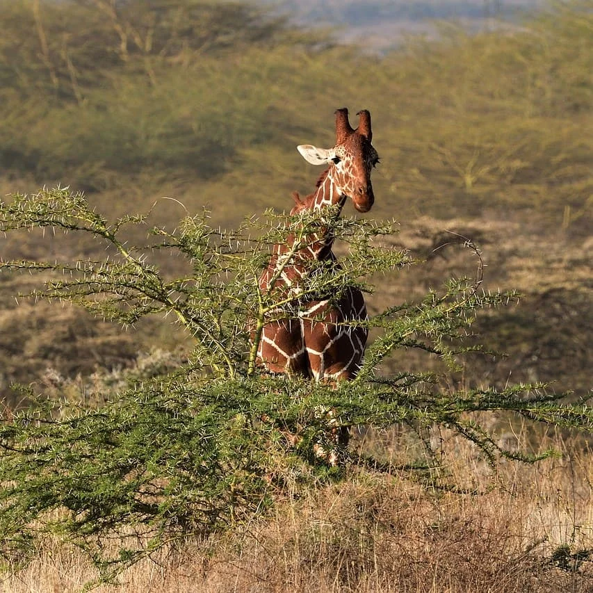 Documenti Legali Somali Che Traduciamo