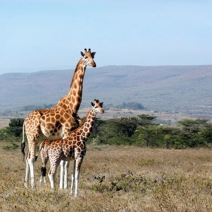 Breve Panoramica sulla Lingua Swahili
