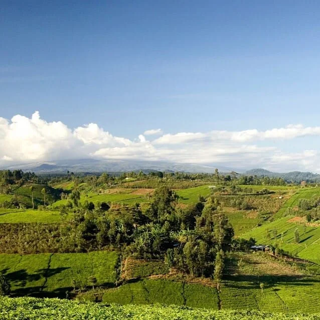 Dimensione del Mercato Swahili