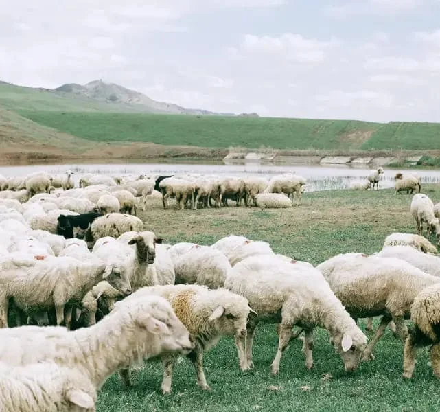 Panoramica sull’Abcaso Lingua e Cultura